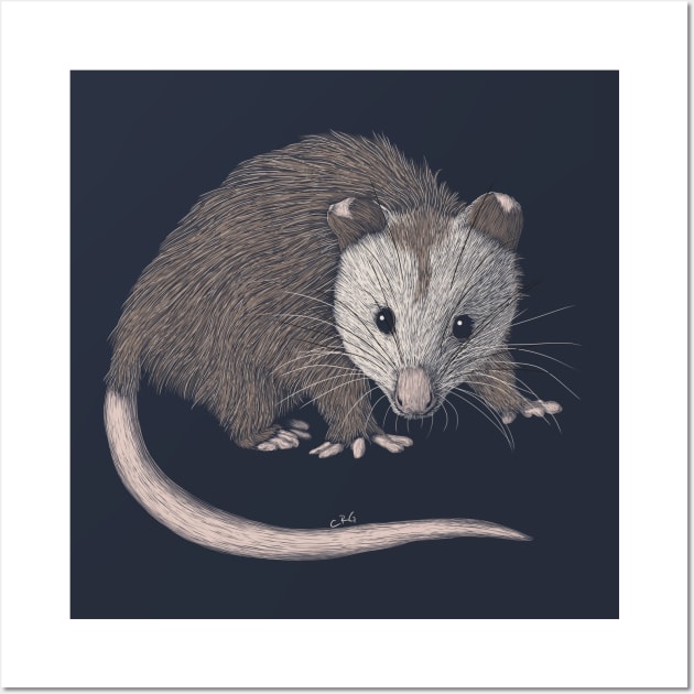 Opossum Wall Art by Walking in Nature